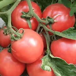 Пинк Буш F1 семена томата детерминантного (Sakata / Саката)