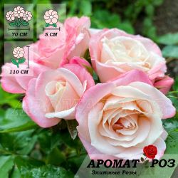 Сакура-Газуми (Sakura-Gasumi)