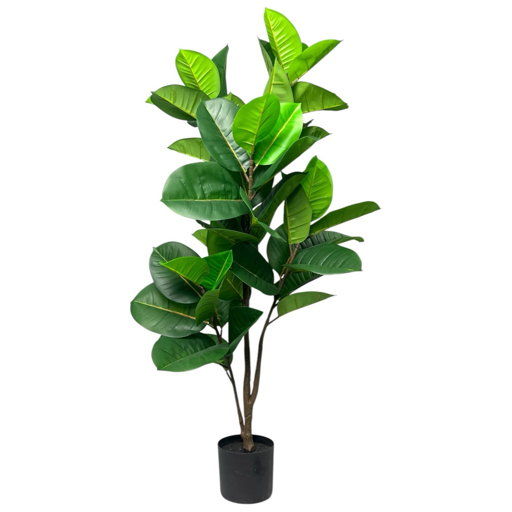 Фикус эластика зеленый 135 см.