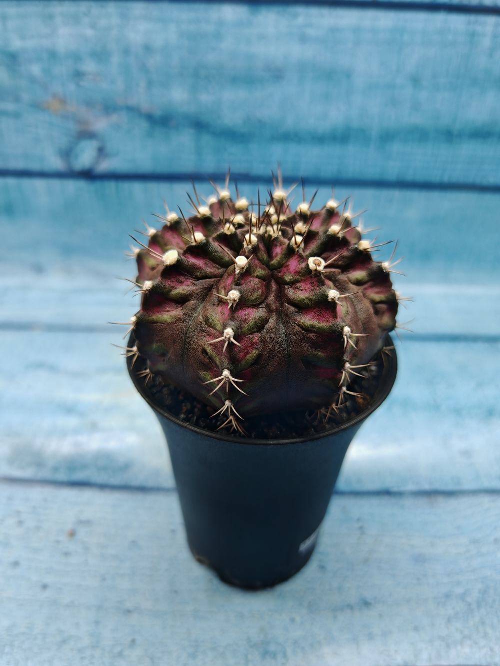 Gymnocalycium T-Rex Pink hybrid (Гимнокалициум T-rex)