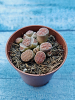 Lithops sp. (Литопсы)