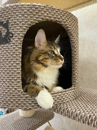 Домик когтеточка для кошки мейн-кун  КУН-18