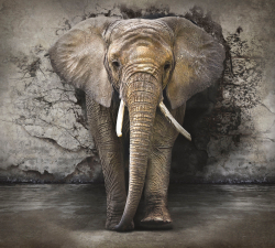 Коллекция Животные