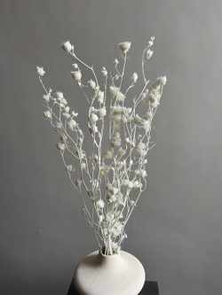 Канатник белый