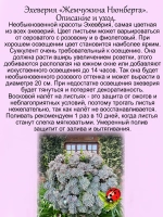 Эхеверия Жемчужина Нюнберга розовая