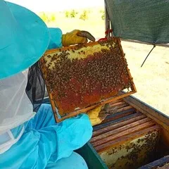 Мед лесной органический/ 230 гр