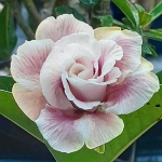 Адениум TWILIHGT CLOUDS