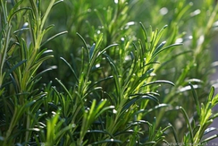 Бирюса семена розмарина (Гавриш)