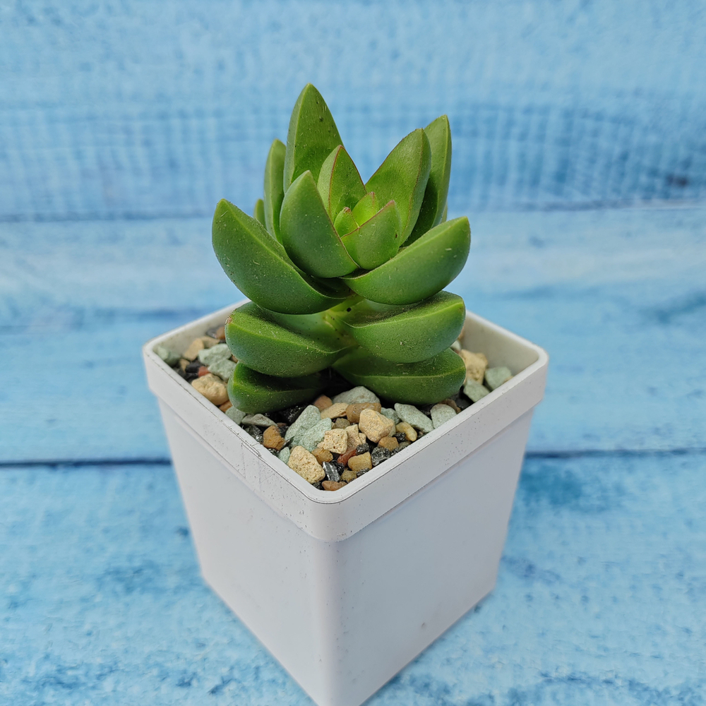 Crassula Benjamin (Крассула)