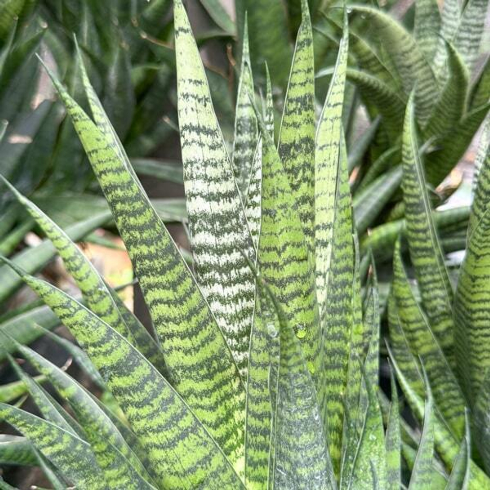 Сансевиерия CHAIYO