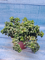 Anacampseros Filamentosa (Анакампсерос)