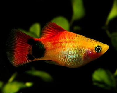 Пецилия Микки Маус Сансет (красный)