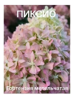Саженец Пиксио гортензия метельчатая
