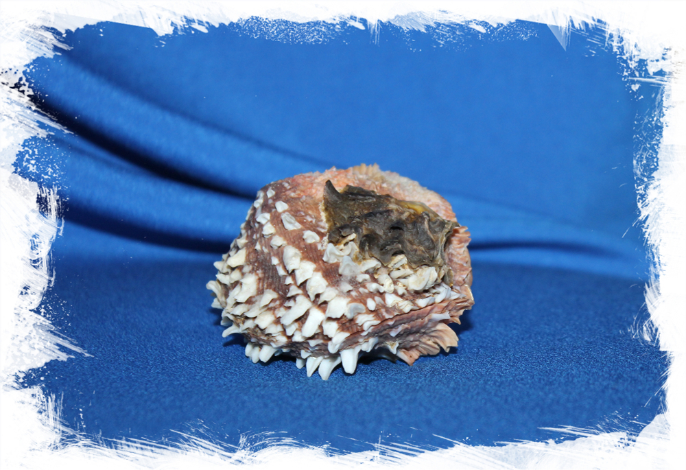 Chama dunkeri, Chama semipurpurata, Хама Дункери