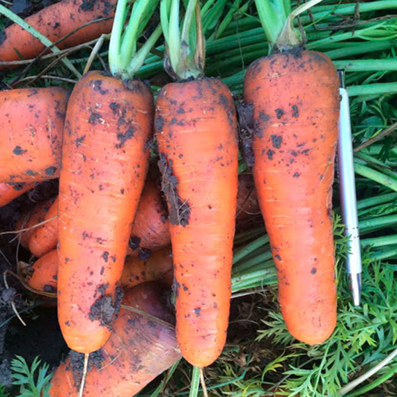 БОЛИВАР F1 семена моркови Clause отзывы – фото 3