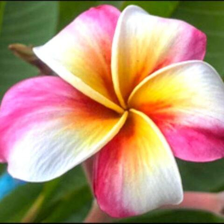 Плюмерия PED SAIRUNG