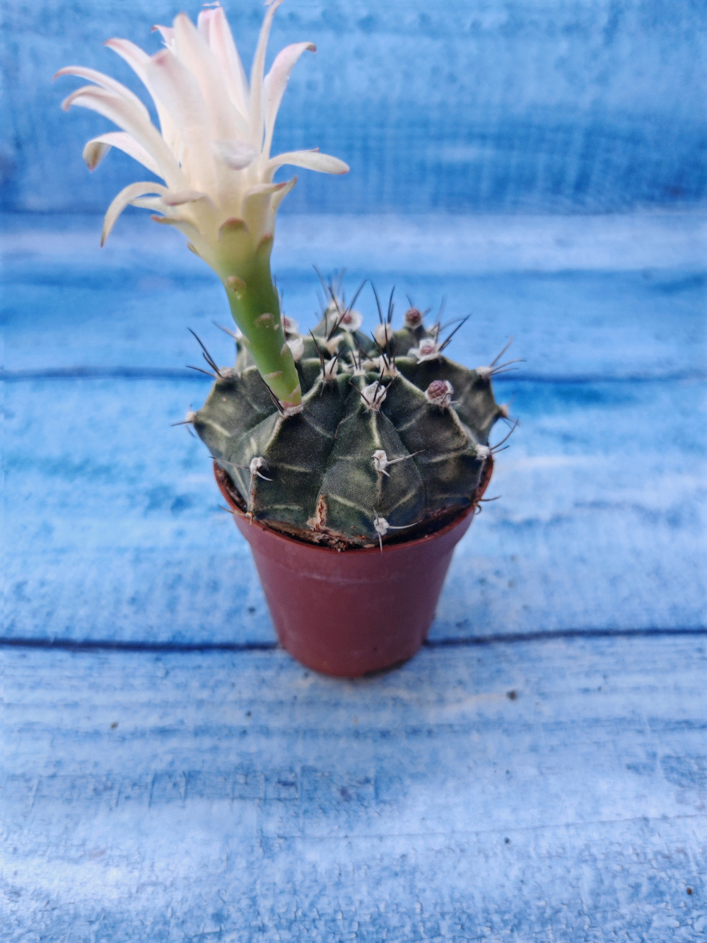 Gymnocalycium Friedrichii (Гимнокалициум)