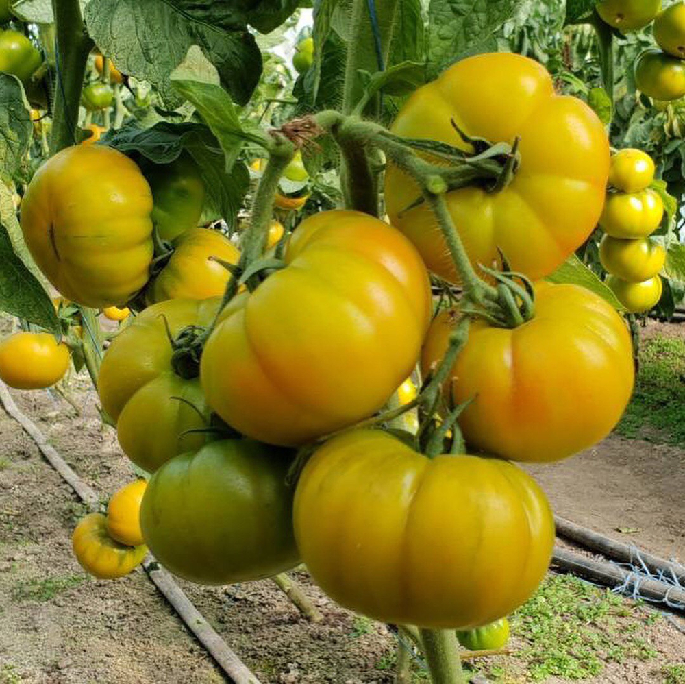 Еллоу Кой F1 семена томата индетерминантного ( Yuksel Tohum / )