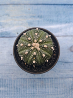 Astrophytum Asterias (Астрофитум)