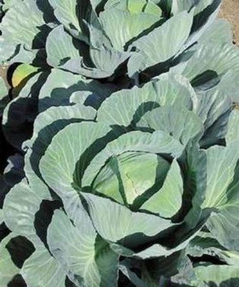 Аммон F1 семена капусты белокочанной в поле – фото 4