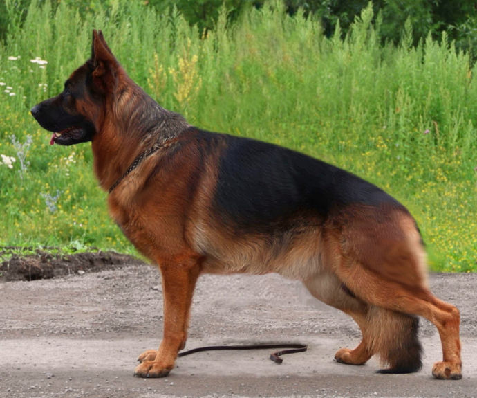 Отец: YUSTAS vom Team Furstenbrunn