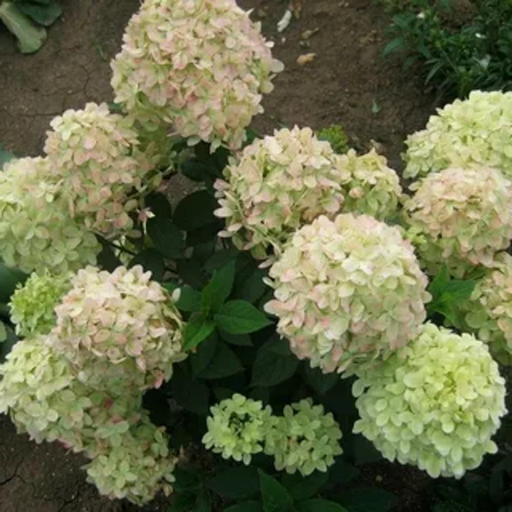 Гортензия метельчатая Гарденлайт Вайтлайт (3/4 ветки) Закупка М59 апрель 2026