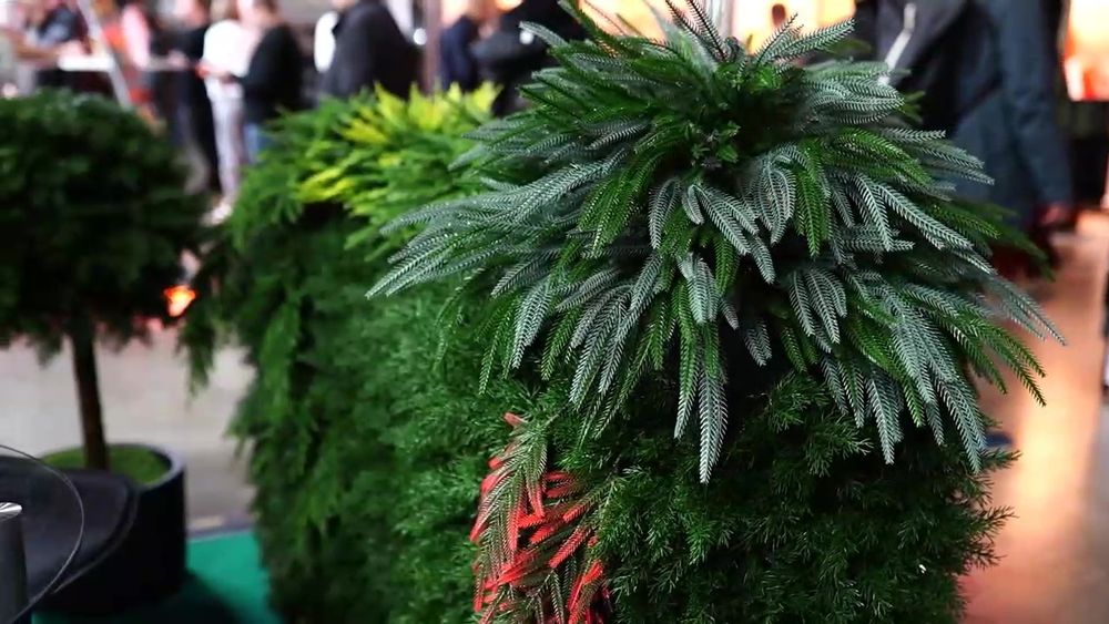 искусственная туя складчатая зелено-голубая