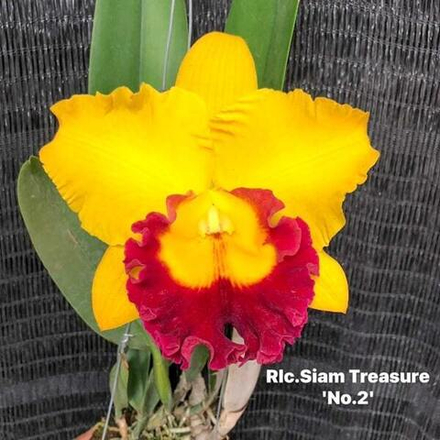 Орхидея ринхолелиокаттлея RLC. SIAM TREASURE N2