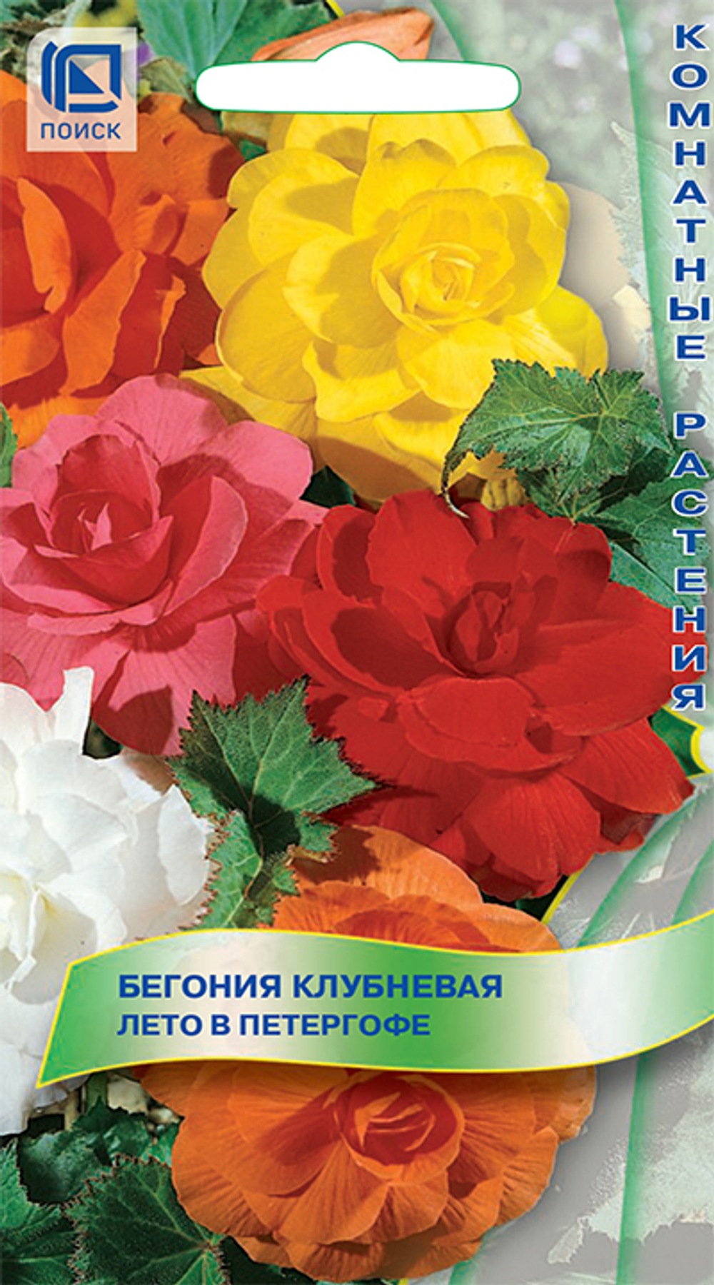 Бегония клубневая Лето в Петергофе