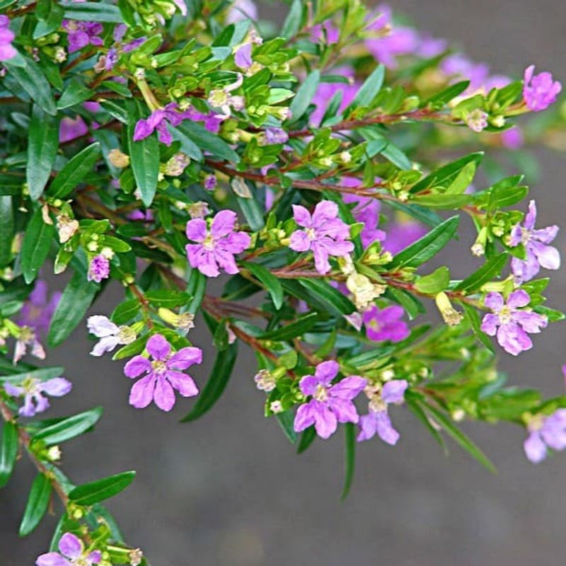 Куфея Купид Пурпл "Cupid Purple" укорененный черенок