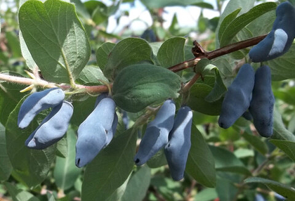 Жимолость Стрежевчанка