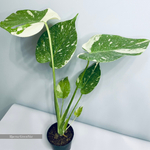 Монстера Тайское Созвездие