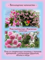 Роза Жасмина плетистая