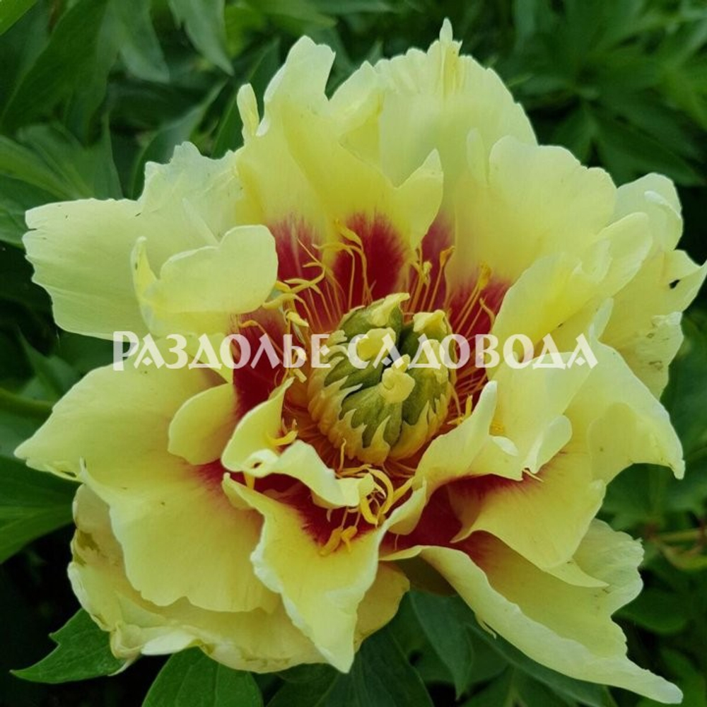 Пион ИТО-гибрид Бордер Чарм