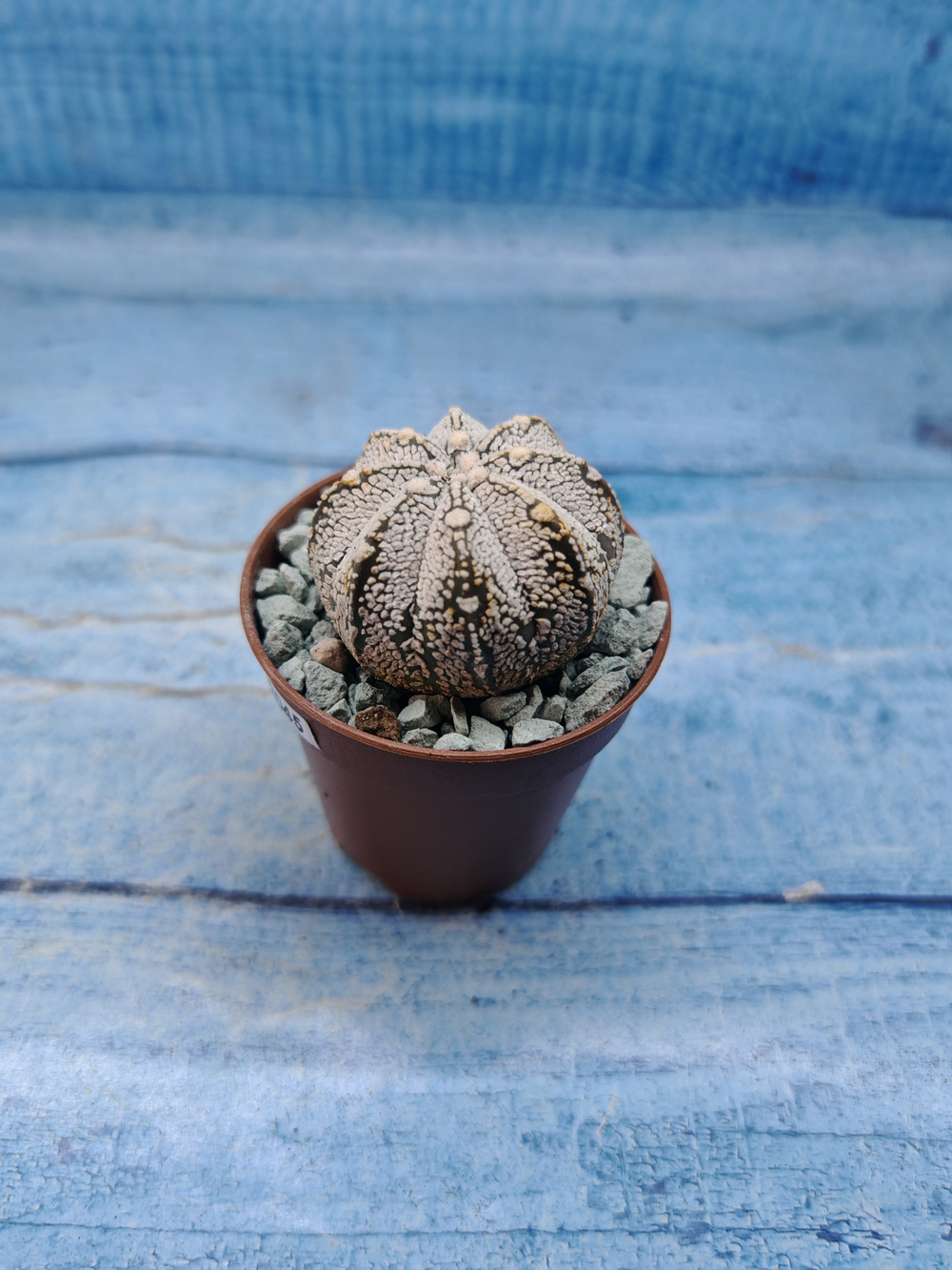 Astrophytum Asterias "Super Kabuto" (Астрофитум)