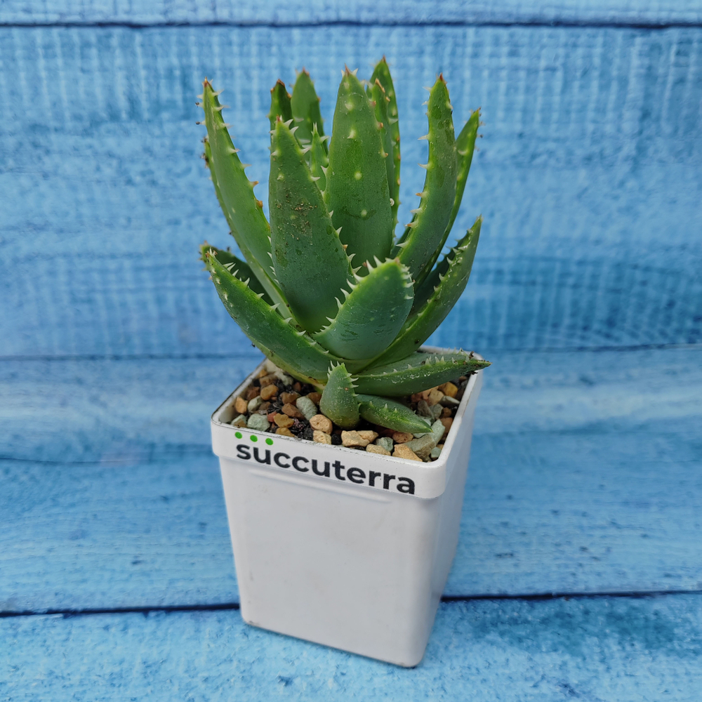 Aloe Brevifolia (Алоэ)
