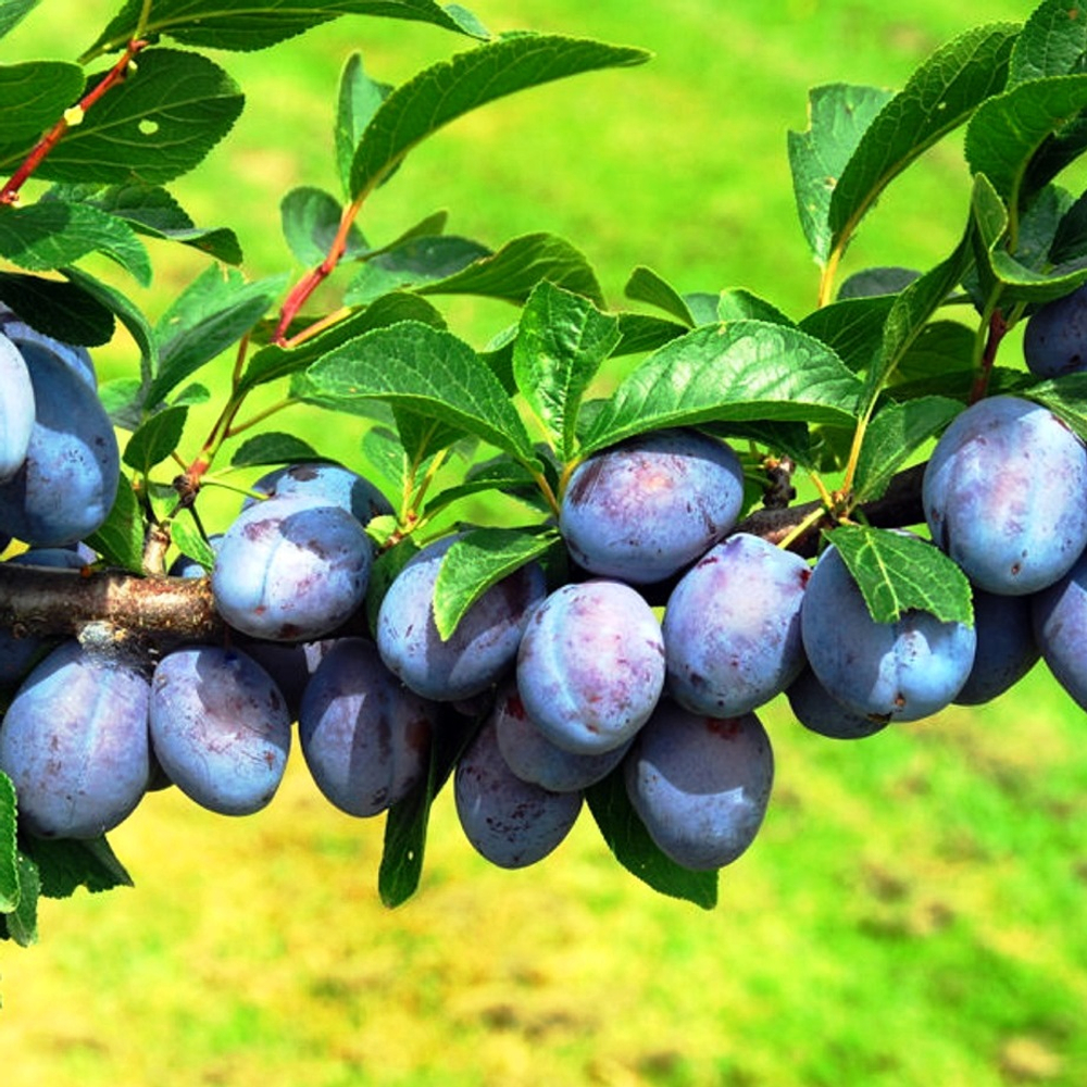 Слива Ренклод Мичуринский