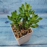 Monadenium Stapelioides (Монадениум)