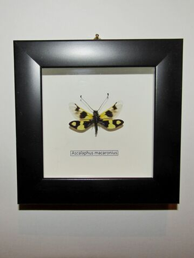 Аскалаф в рамке