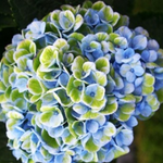 Меджикал «Революшн Блу» (Magical «Revolution Blye») С2 Европа весна 2026 г