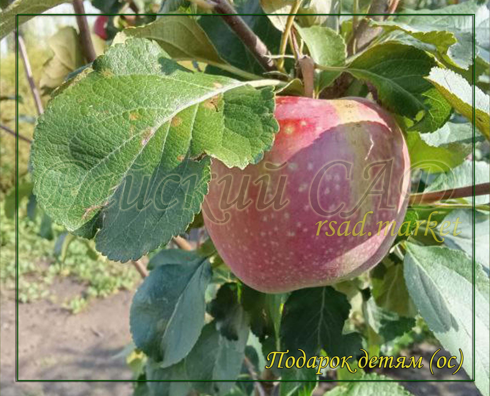 Яблоня Подарок детям