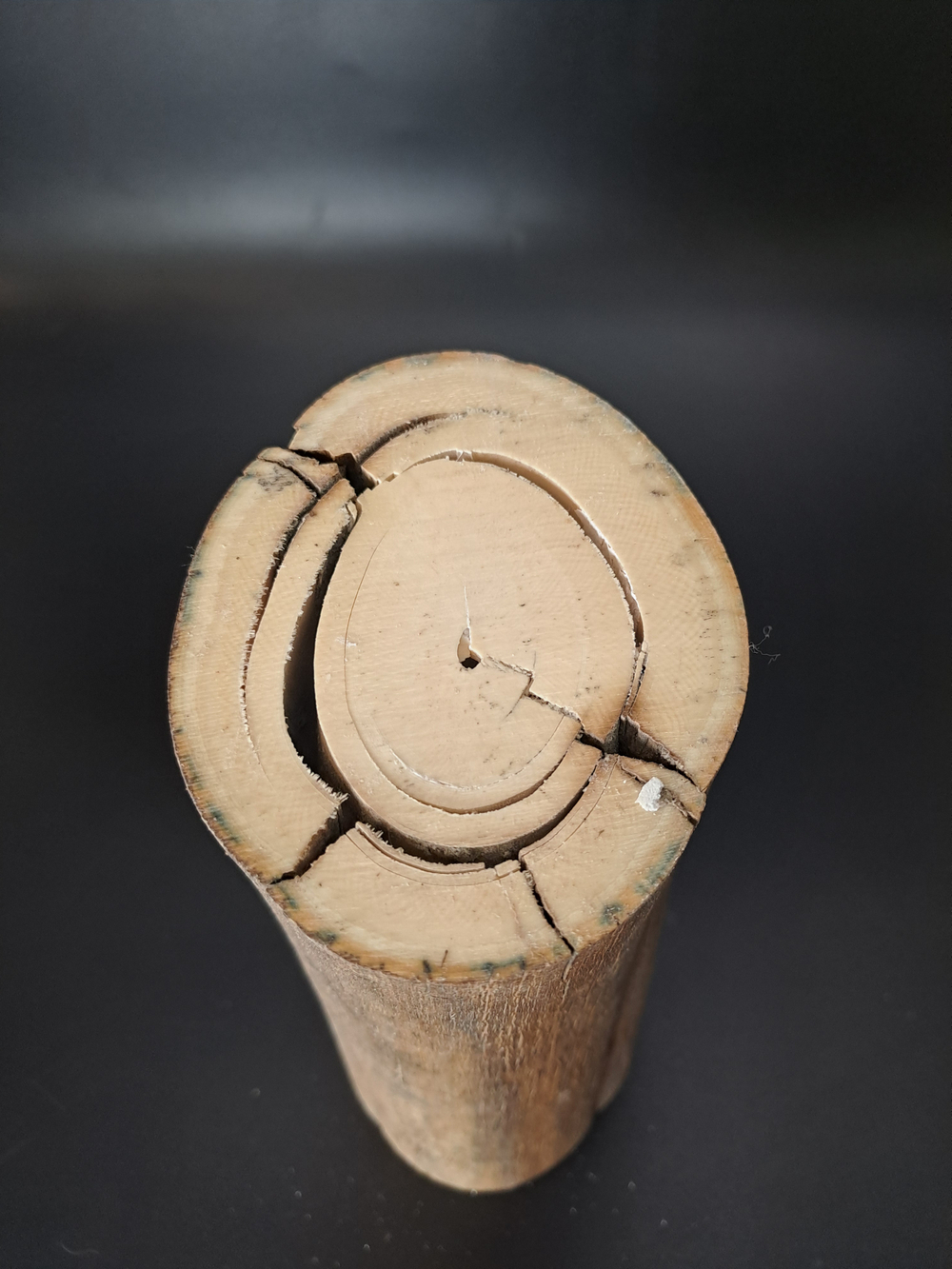 Бивень мамонта для коллекции и поделок