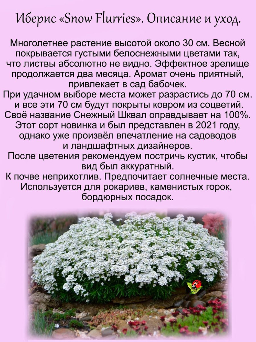 Иберис Снежный Шквал  вечнозелёный  многолетник