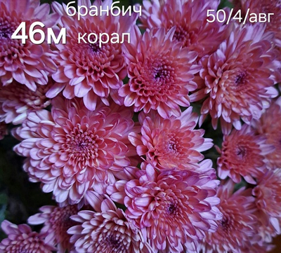 САЖЕНЦЫ ХРИЗАНТЕМЫ МУЛЬТИФЛОРА БРАНБИЧ КОРАЛ №46