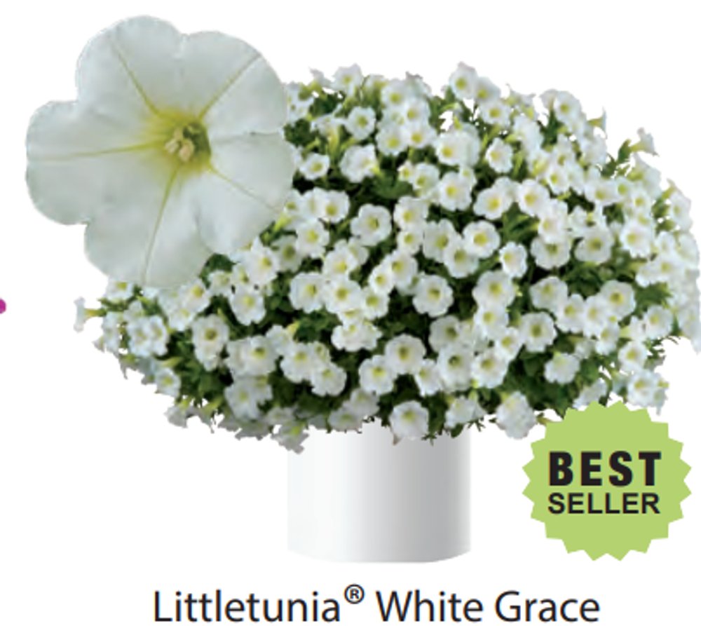 ЕВРО Петуния Littletunia White Grace ОКС укорененные черенки 15-20 февраля