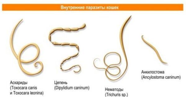 Болезни, которыми можно заразиться от кошки