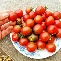 Помидоры Повстанческий Альянс - Rebel Alliance