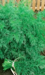 Семена Укроп Аллигатор 1 гр (Марс) Б/П