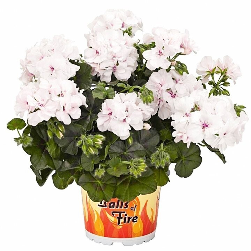 Пеларгония плющелистная Great Balls of Fire White ОКС укорененный черенок