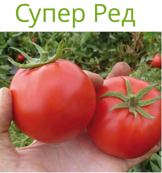 Супер Ред F1 семена томата детерминантного (Seminis / Семинис) – фото 5